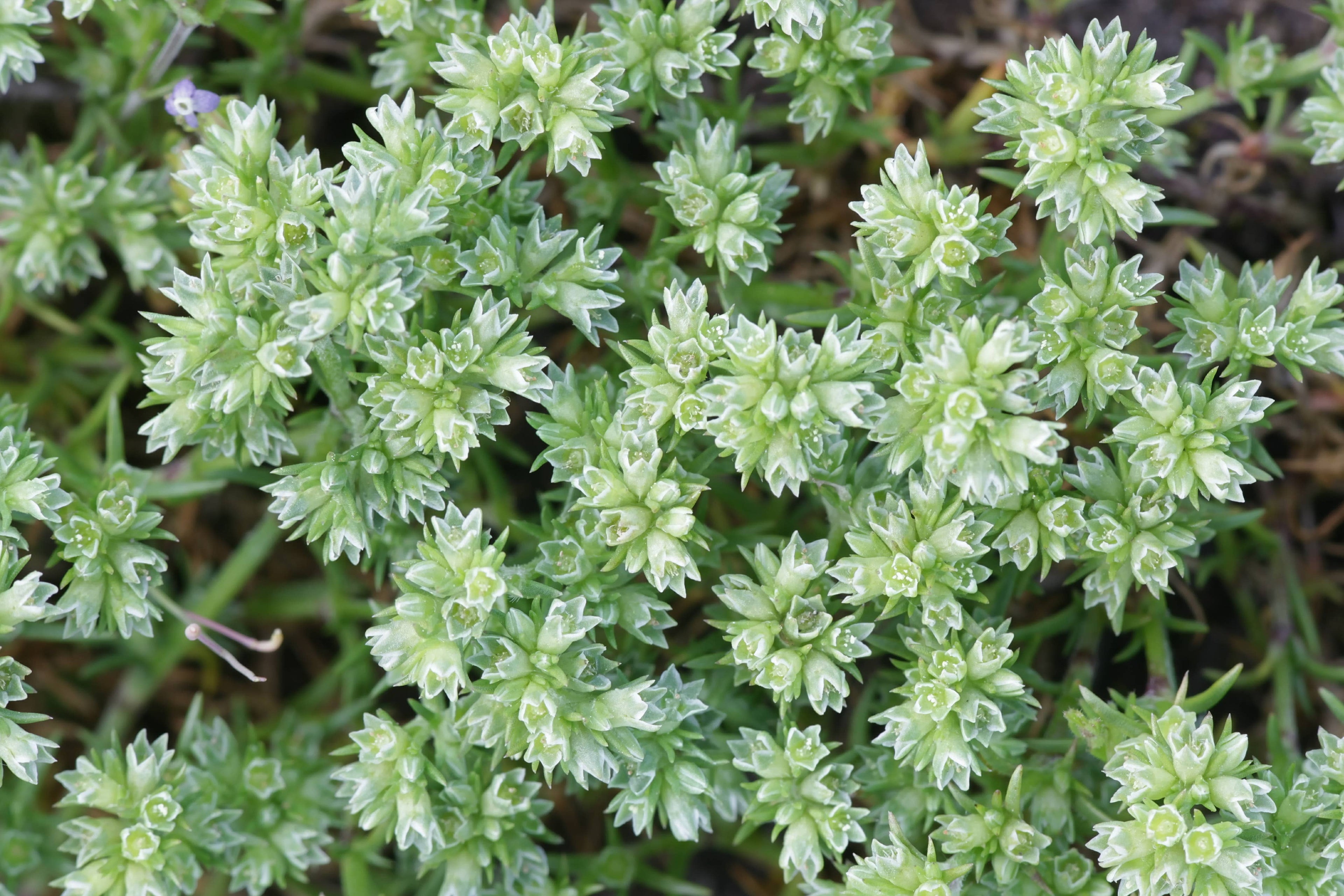 The Art of Flower Therapy