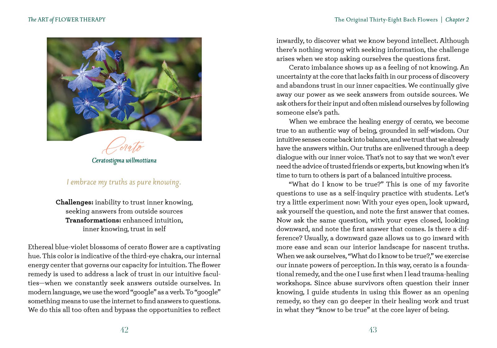 The Art of Flower Therapy