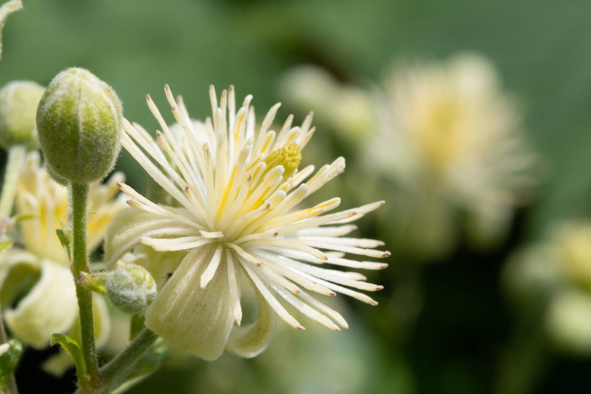 The Art of Flower Therapy