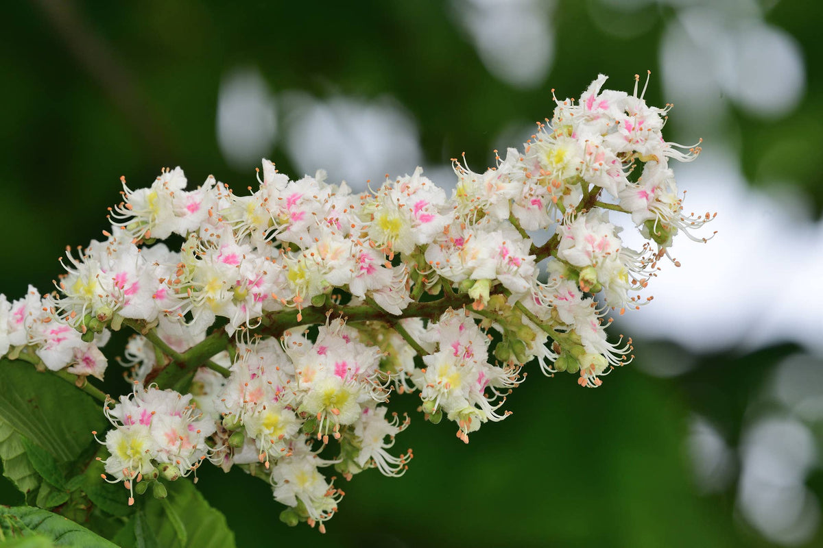 The Art of Flower Therapy