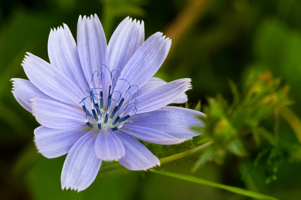 The Art of Flower Therapy