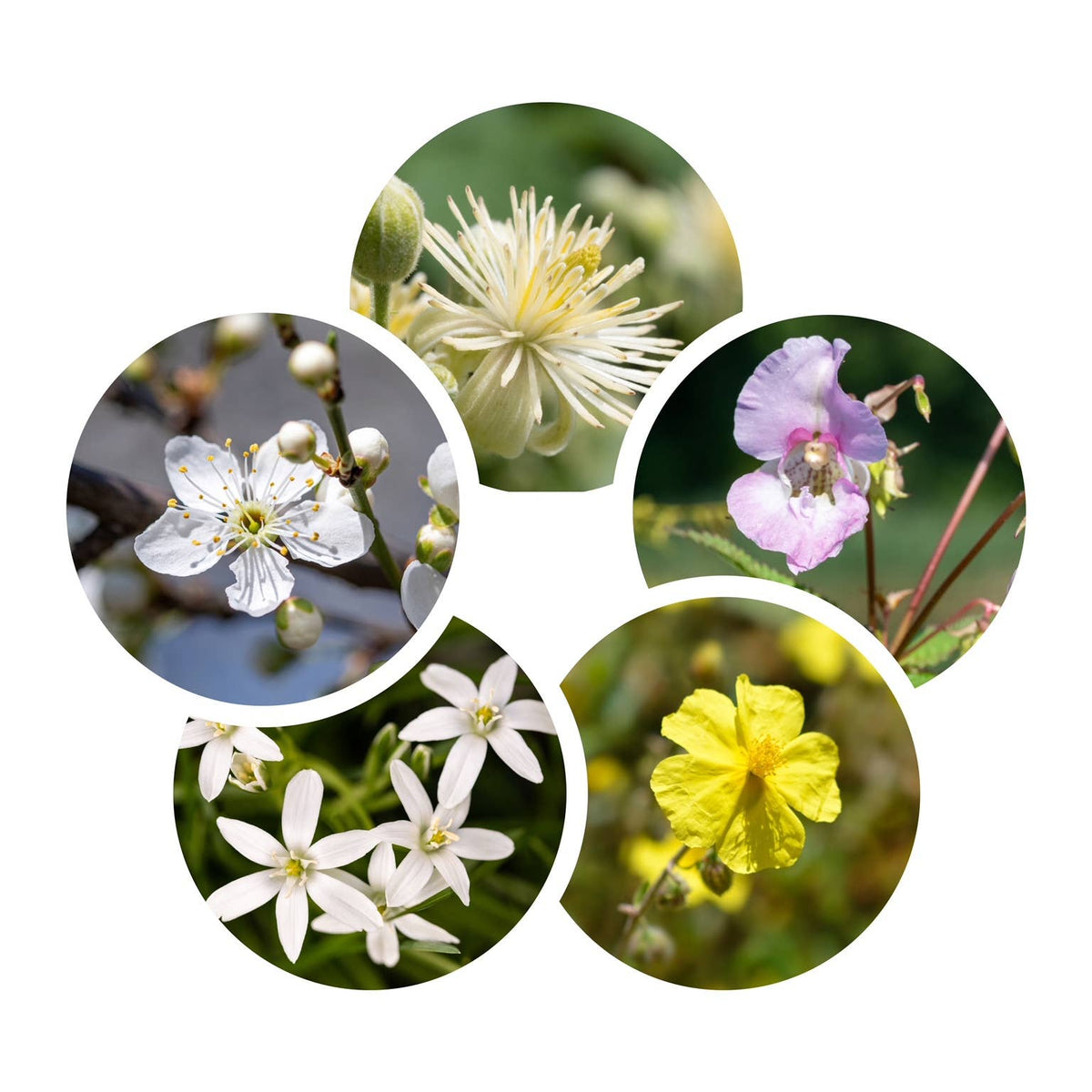 The Art of Flower Therapy