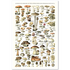 Common Mushrooms Risograph Poster