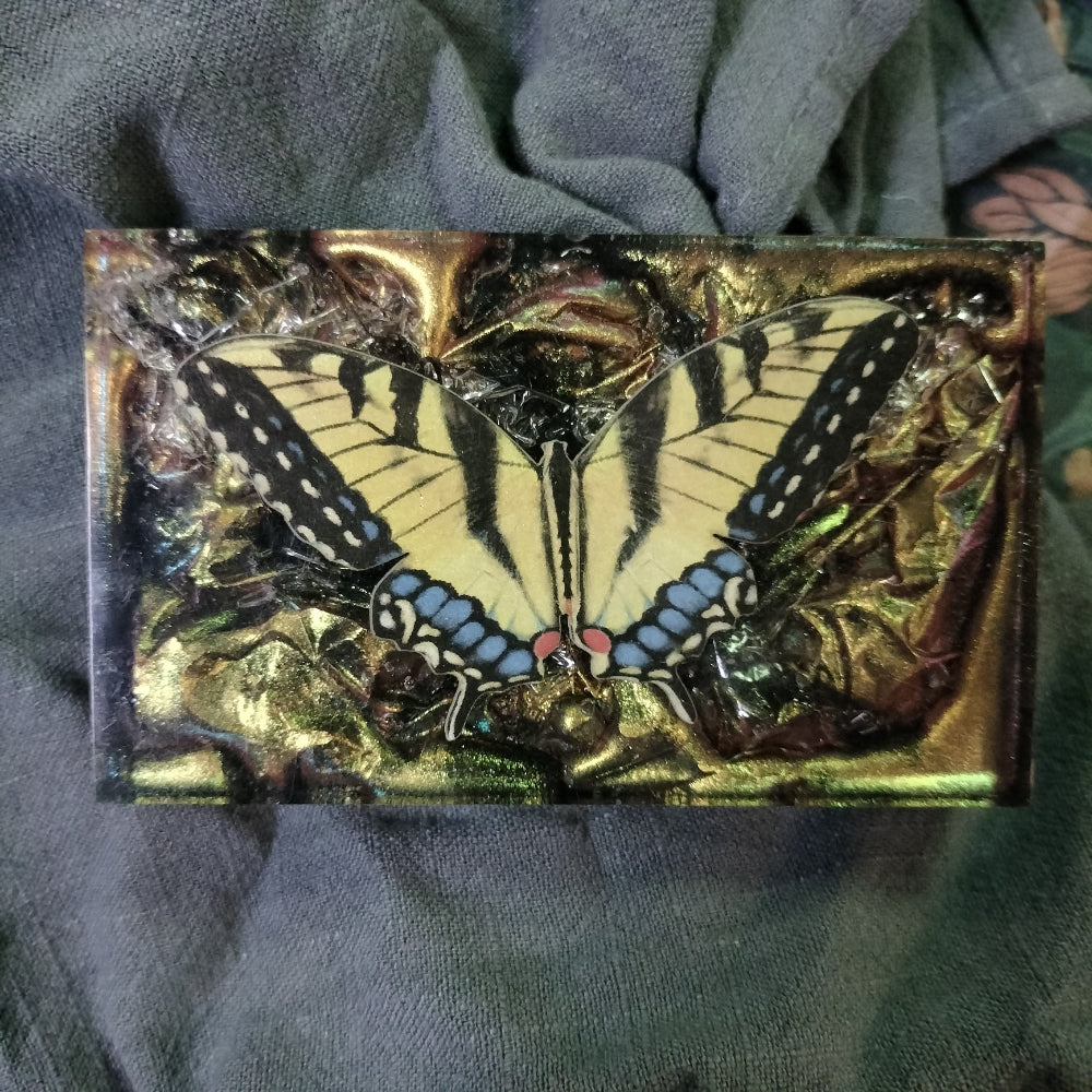 Vegan Butterfly Display Home Decor Foxglove Crafts Unknown Specimen  