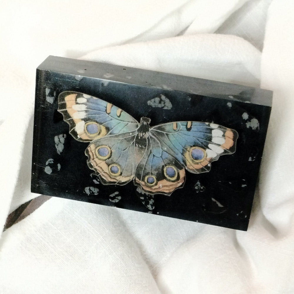 Vegan Butterfly Display Home Decor Foxglove Crafts   